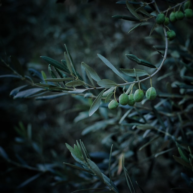 kris-sevinc-YpirGVAA6i0-unsplash